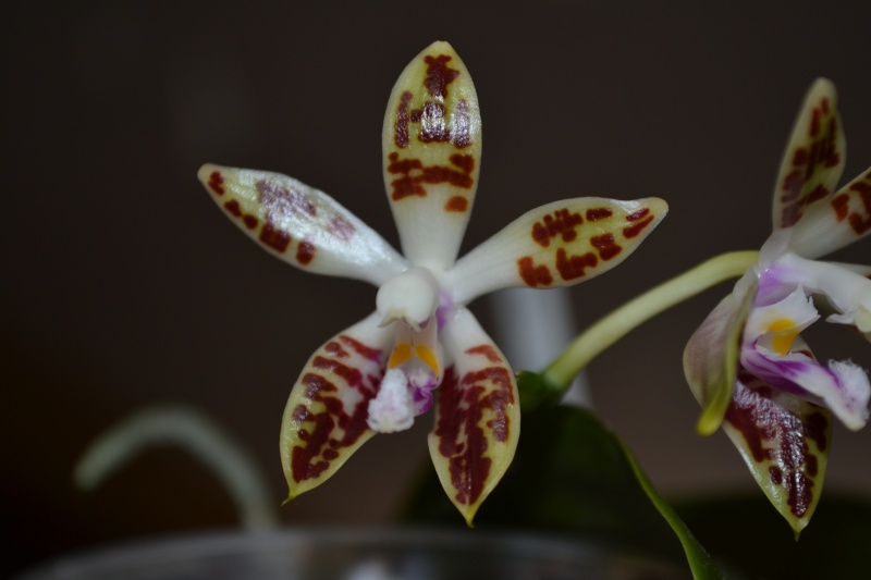 Phalaenopsis corningiana 00413