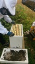notre 1er ruche Dsc_0532