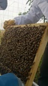 notre 1er ruche Dsc_0533