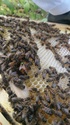 notre 1er ruche Dsc_0535