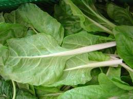 سلق ، السلق Swiss Chard  Downlo11