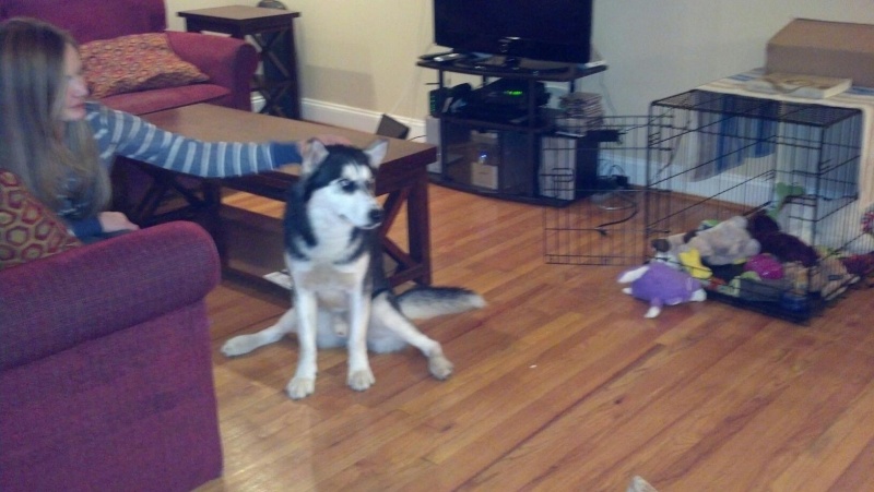 Does your husky sit like this?? - Page 2 Thor_s10