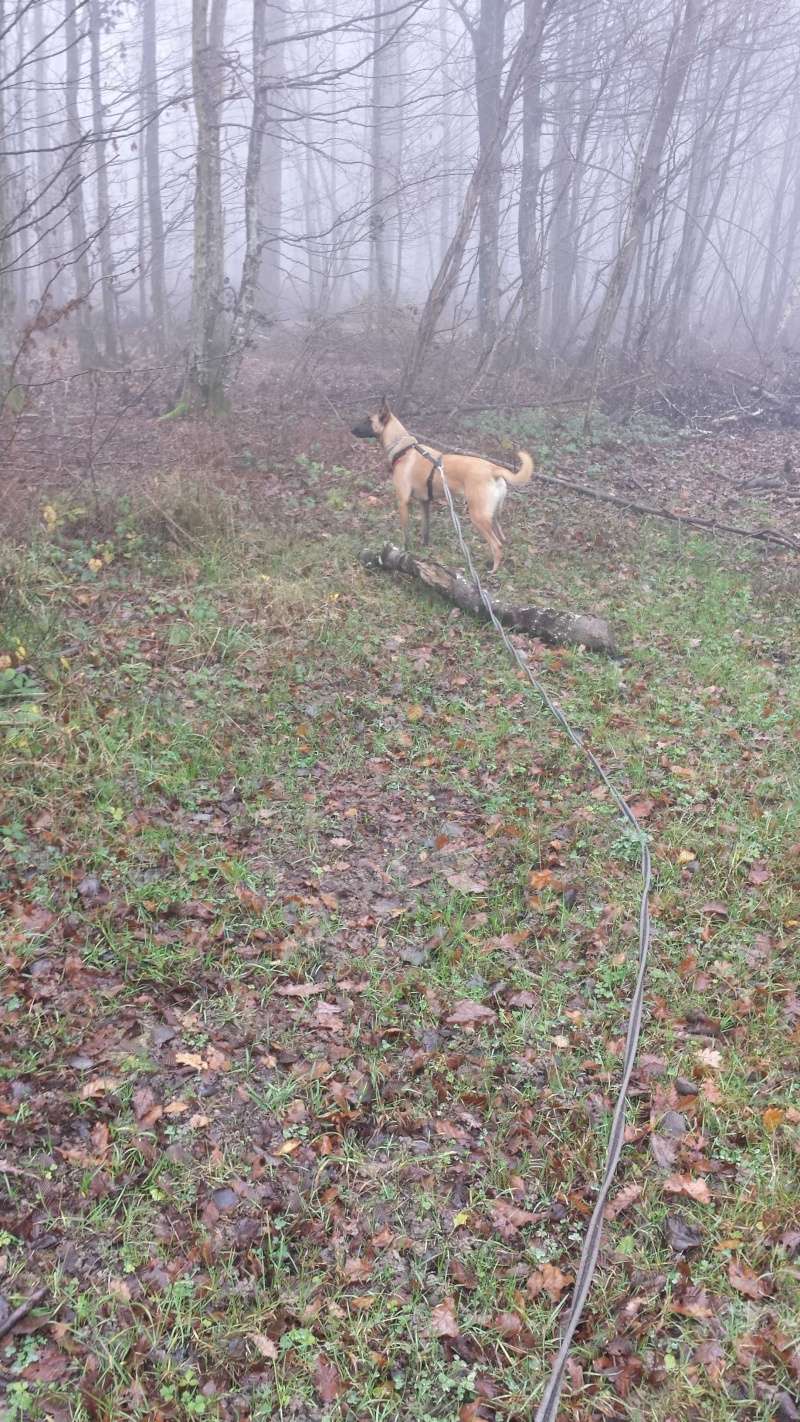 Ishka, pestouille jusqu'au bout des griffes - Page 2 20141111