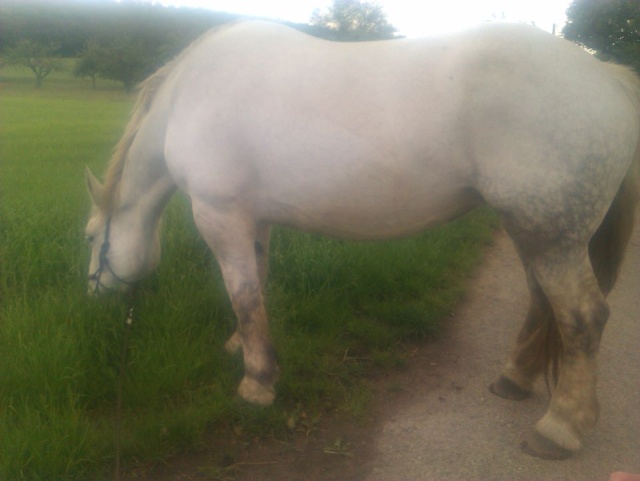 (Dept19) PRINCESSE DE CHANTEGRELL, Percheron, sauvée par Birgit (Avril 2014) - Page 9 10313610