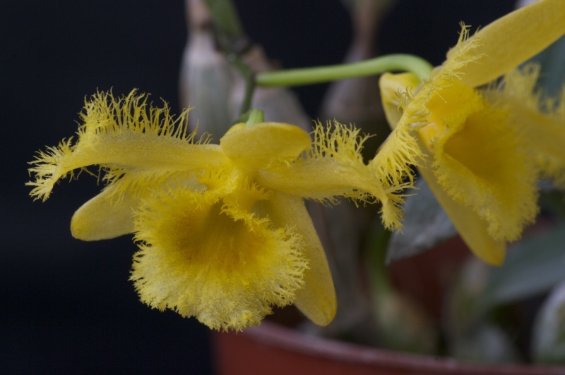 Dendrobium harveyanum Imgp3511