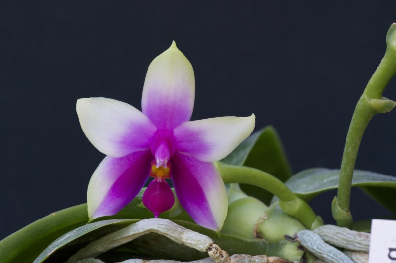 Phalaenopsis bellina Imgp3646