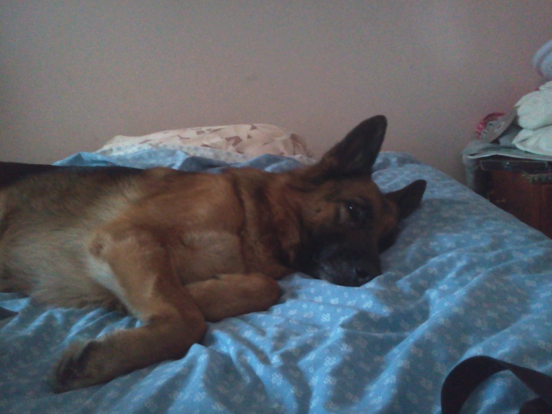 berger - EDJY ma German sheperd^^ - Page 23 2014-020