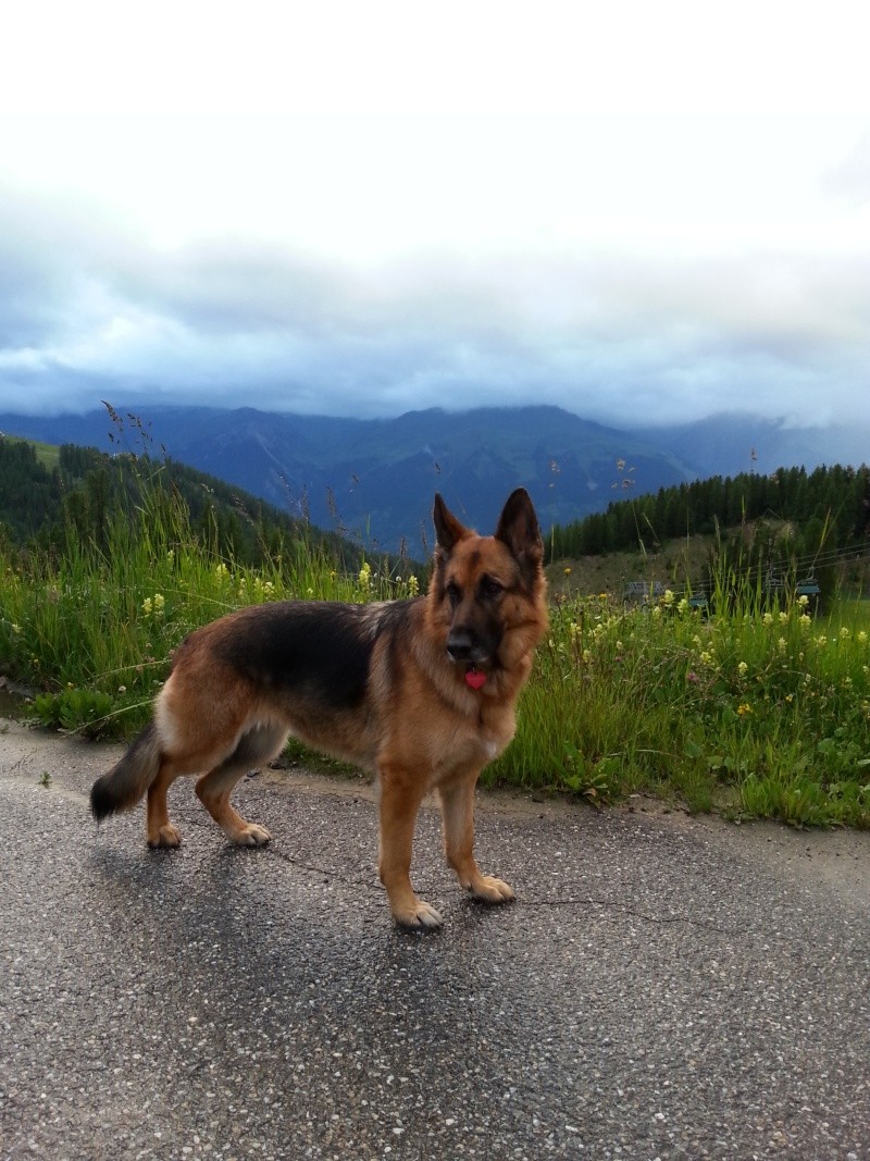 berger - EDJY ma German sheperd^^ - Page 23 20140730