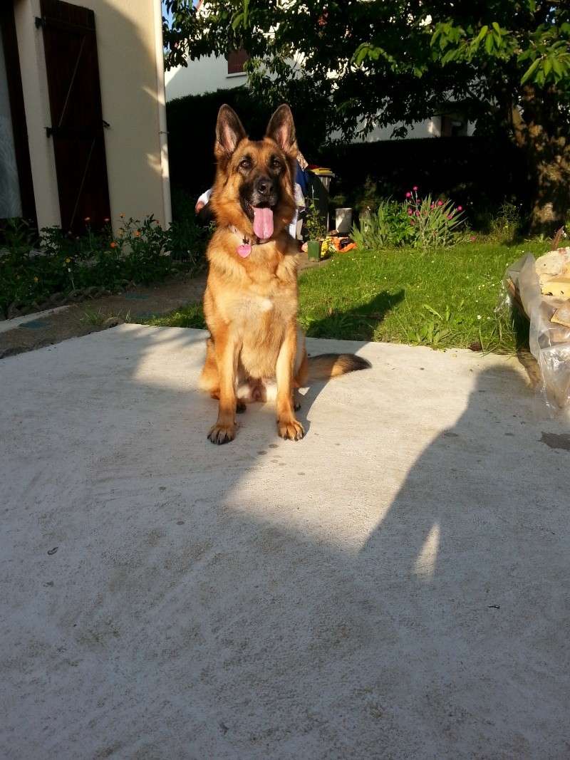 allemand - EDJY ma German sheperd^^ - Page 21 Didi_118