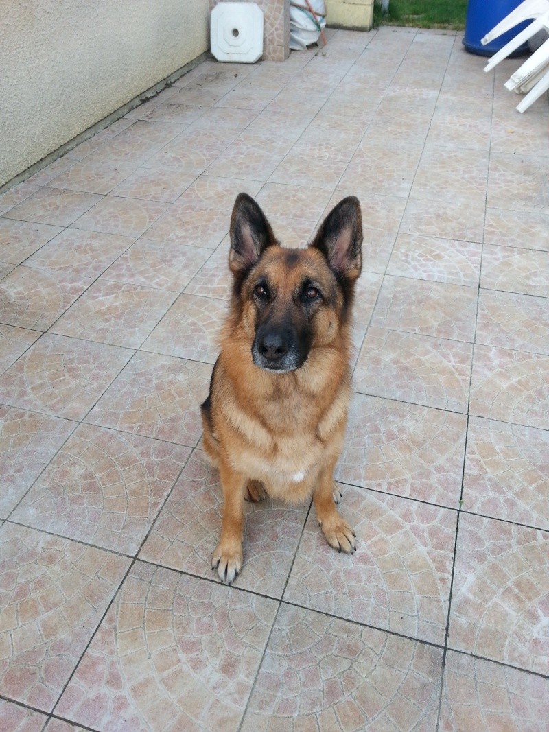 allemand - EDJY ma German sheperd^^ - Page 22 Didi_213