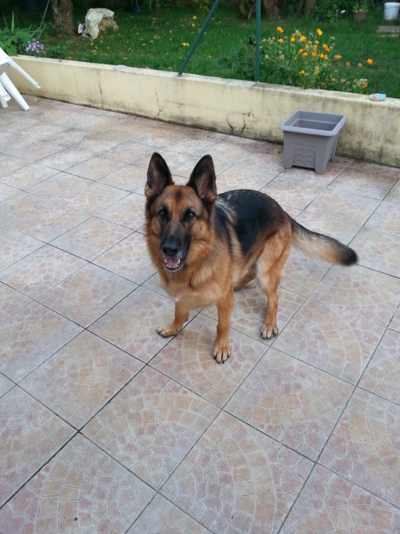 allemand - EDJY ma German sheperd^^ - Page 22 Edjy_218