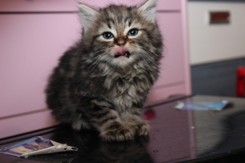 chaton - Picsou, adorable chaton tabby typé angora Img_0112