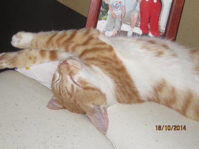 Curly - Adorable chaton roux et blanc plein de vie Img_0216