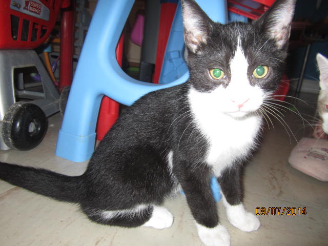 Pongo - Magnifique chaton noir et blanc (80) Img_8711