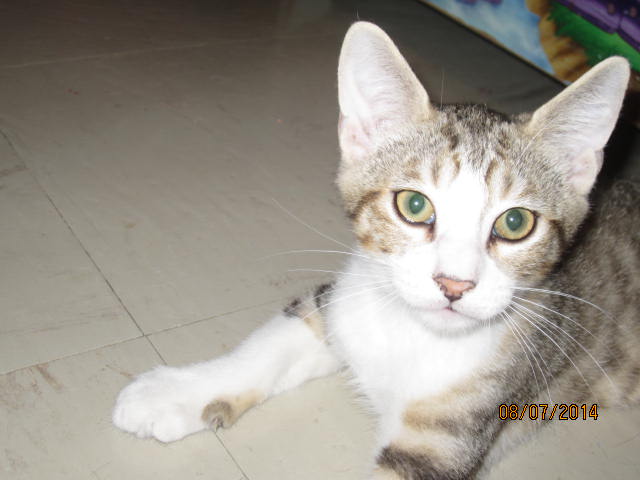 Mambo adorable chaton tabby et blanc  Img_8719