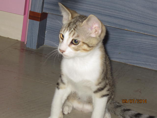 chaton - Mambo adorable chaton tabby et blanc  Img_8826