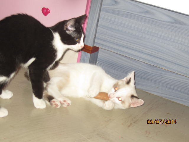 Yoko - Adorable chaton typée siamois - Adopté Img_8839