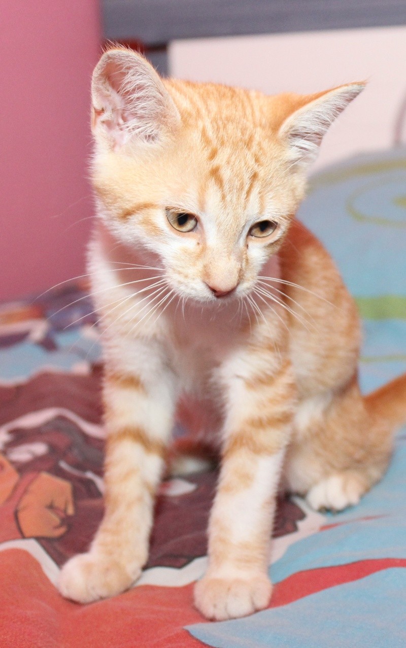 chaton - Curly - Adorable chaton roux et blanc plein de vie Img_9914