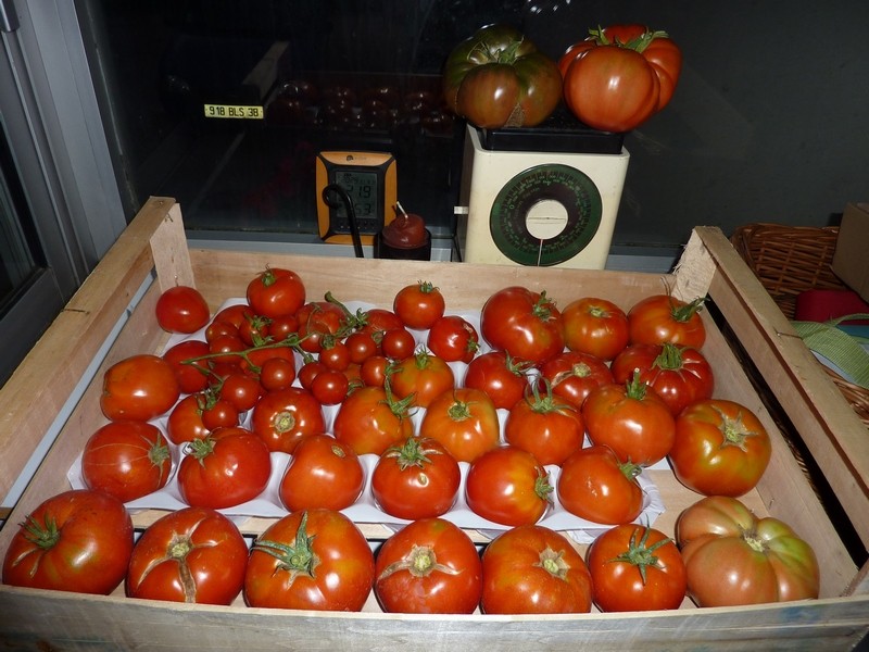 Les tomates au retour de vacances 2009-110