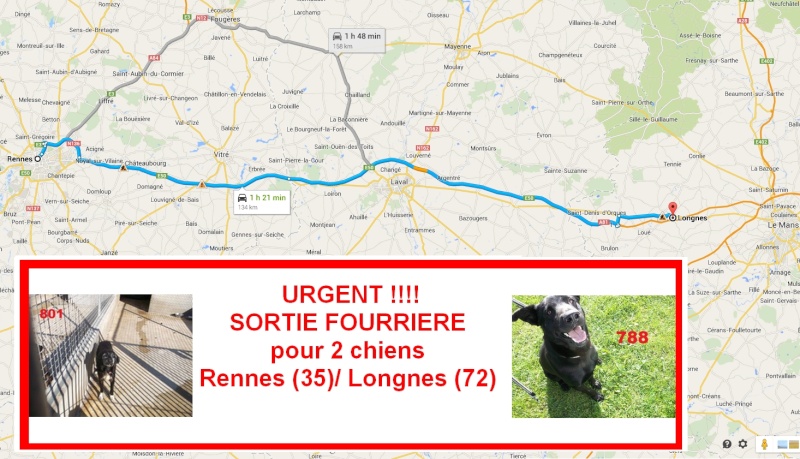 URGENT!! Cherche co-voit Rennes/Longnes (72) pour 2 chiens sortis de fourrière!! Captur12