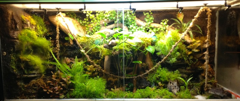 Palurarium "mon sous-bois tropical" la suite... - Page 6 Palu_s10