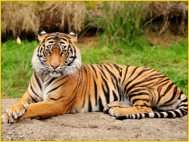 Ces animaux qui nous fascinent. 0711