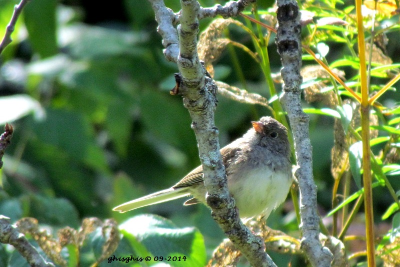 Junco junior ?? Img_4110