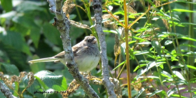 Junco junior ?? Img_4111