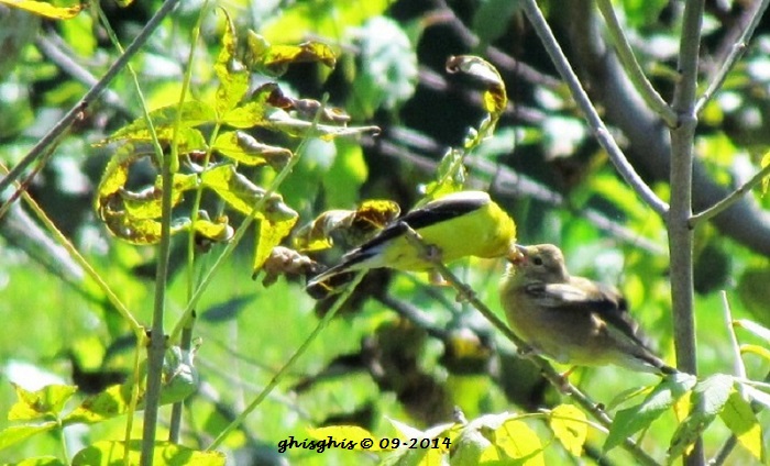 Papa chardonneret et son bb Img_4211