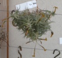 Tillandsia Rectangula 2014-014