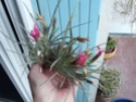 Tillandsia Dorotheae - Màj 2014 P1090817