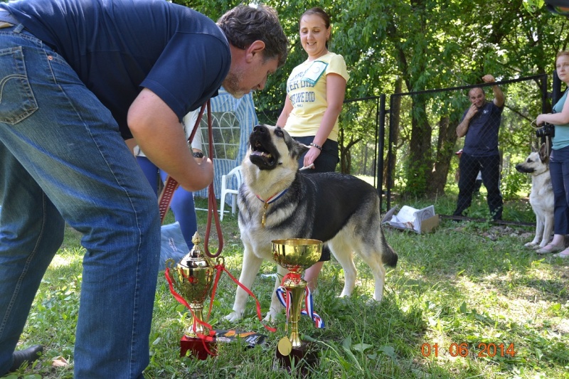 веолар larina20081976 mail ru - МОНО-ВЕО "ЧЕМПИОН ПОРОДЫ-2014" КЧК Москва от П-ка ***ВЕОЛАР*** Dsc_0322