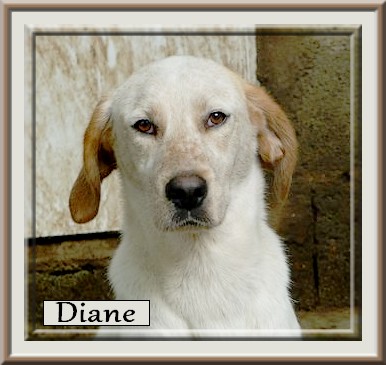 DIANE, Porcelaine, 1 an, un amour de chienne,  refuge des bérauds, 26 Romans Diane_12
