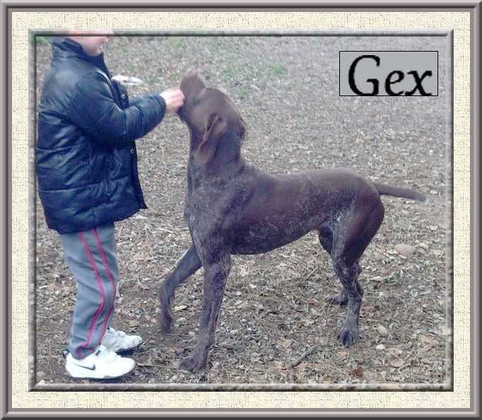 GEXx - magnifique braque allemand 3 ans - Refuge des Berauds à Romans (26) Gex_110