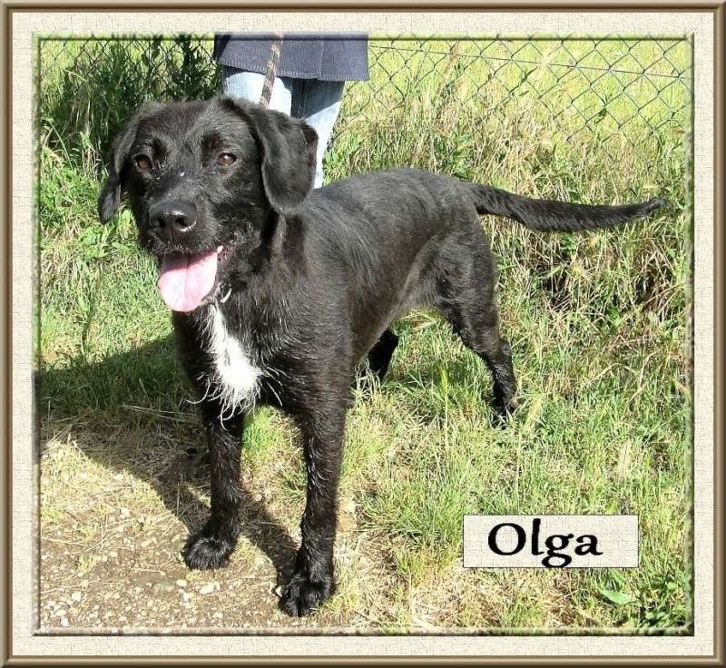 OLGA, 1 an 1/2,  adorable griffonne , Refuge des Bérauds ROMANS (26)  Olga_210