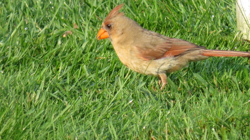 Est-ce bien une femelle cardinal aldulte Img_1010