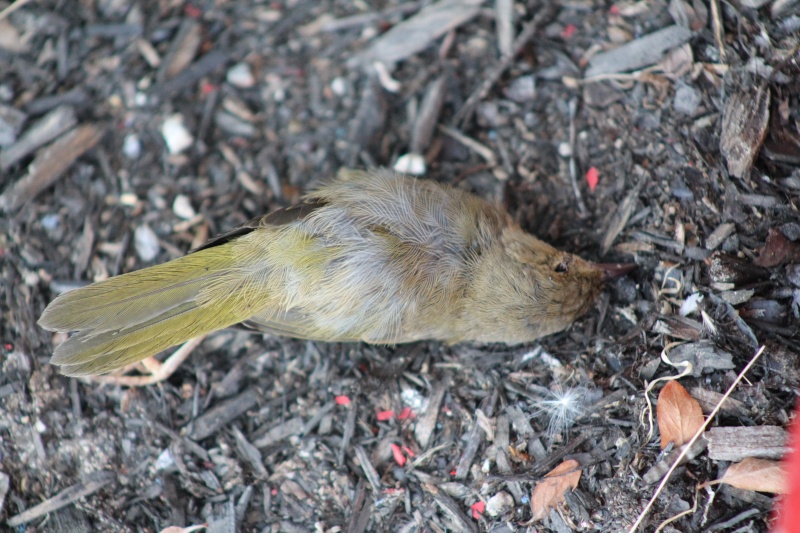 C'est triste. .. C'est quel  oiseau ? Img_8610