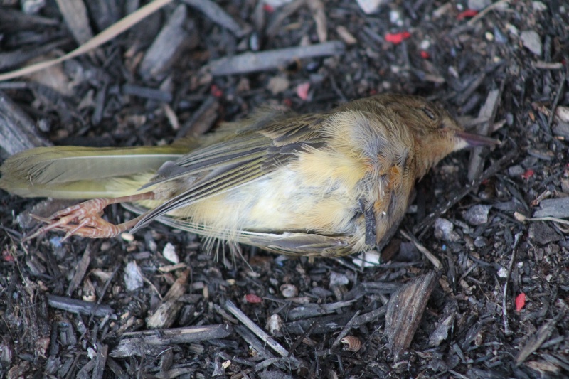 C'est triste. .. C'est quel  oiseau ? Img_8611