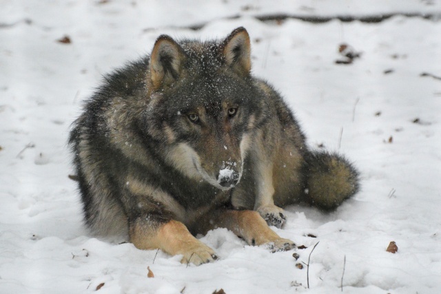 Minari - Female - Shaman Wolf_k14