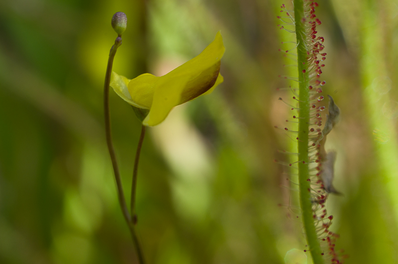 Sarracenia en bouton Utricu10