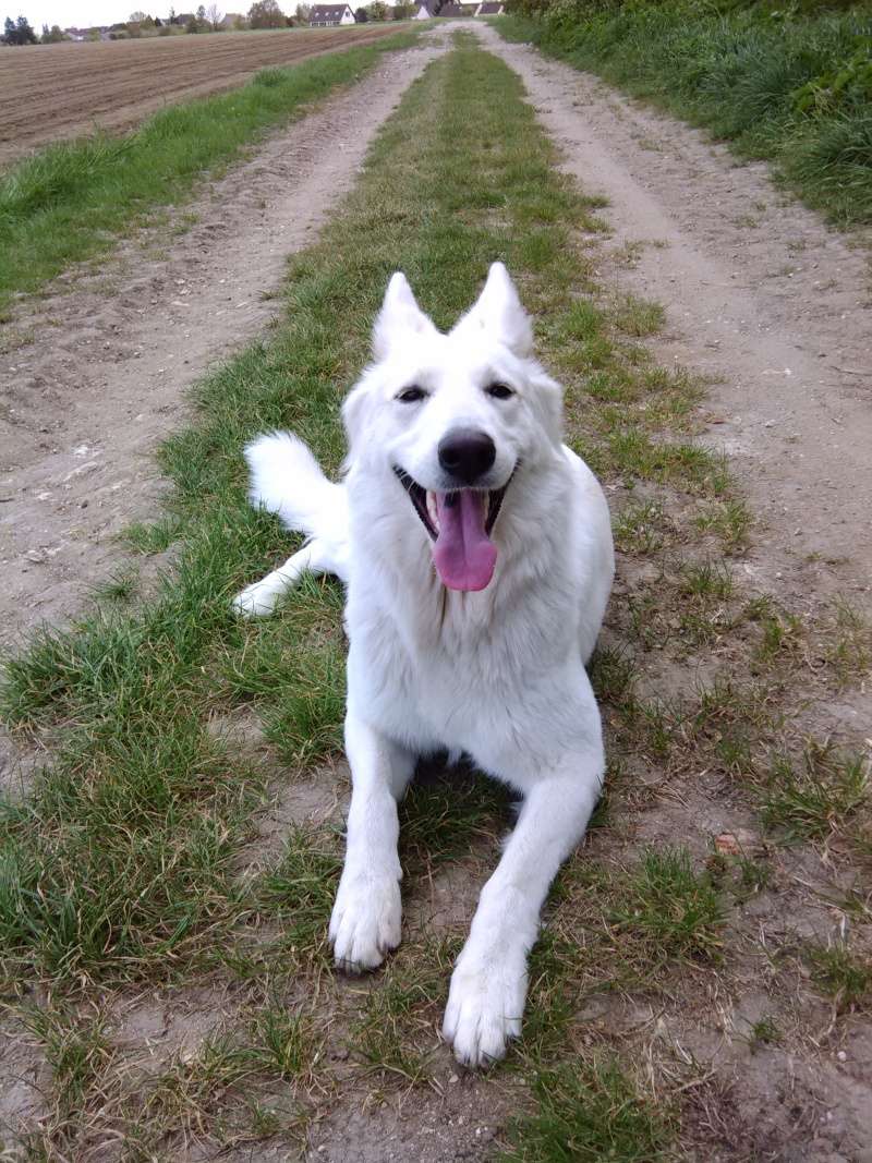 Berger Blanc Suisse Croisé Chien Loup Tchecoslovaque