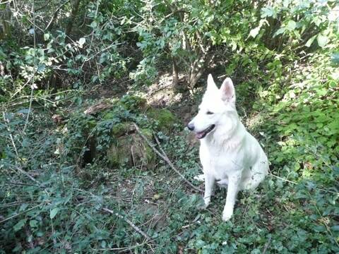 Saarloos Croisée Berger Blanc Suisse