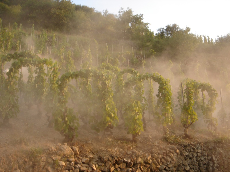 La vigne, le vin ma passion mon futur métier  Dsc01330