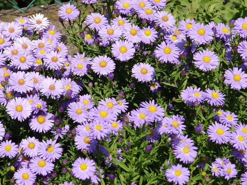 Portrait de septembre:Aster dumosus 'Prof. Anton Kippenberg' 03511