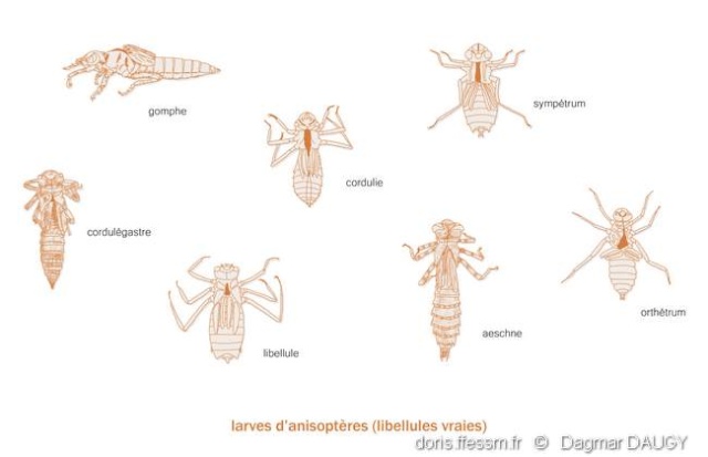 insect, qui connait? Anisop10