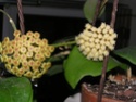 Hoya crassicaulis Crassi15