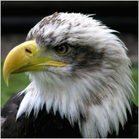    Liberté d'expression pour free eagle Bald_e10
