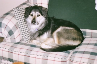 Beka ~ RIP 10-30-2002/09-18-2014 03740010