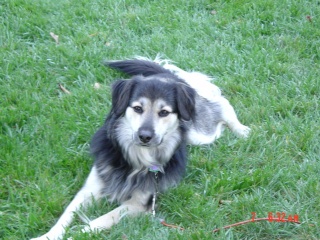 Beka ~ RIP 10-30-2002/09-18-2014 Pictur10