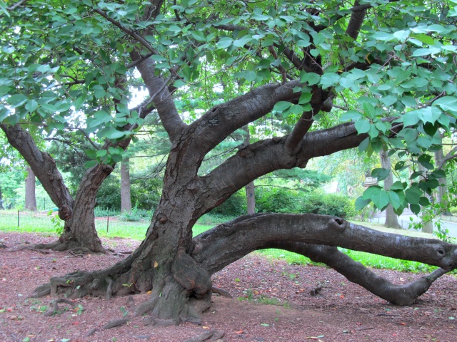 American Bonsai at the NC Arboretum - Page 12 C13